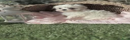 Bichón Maltés perros en venta: Bichon maltés listos para entregar. - Anuncio 3