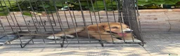 Pastor de Asia Central perros en venta: Cachorra de Alabai  - Anuncio 6