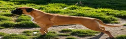 Boxer perros en venta: Cachorros de boxer - Anuncio 3