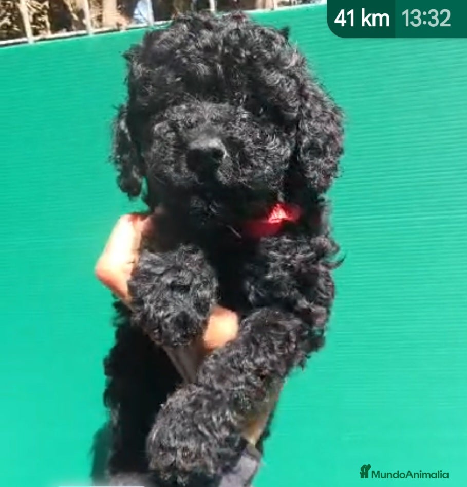 Caniche Enano perros Caniches enanos  - Anuncio 1