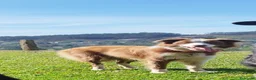 Border Collie perros en venta: Se venden border collie - Anuncio 4