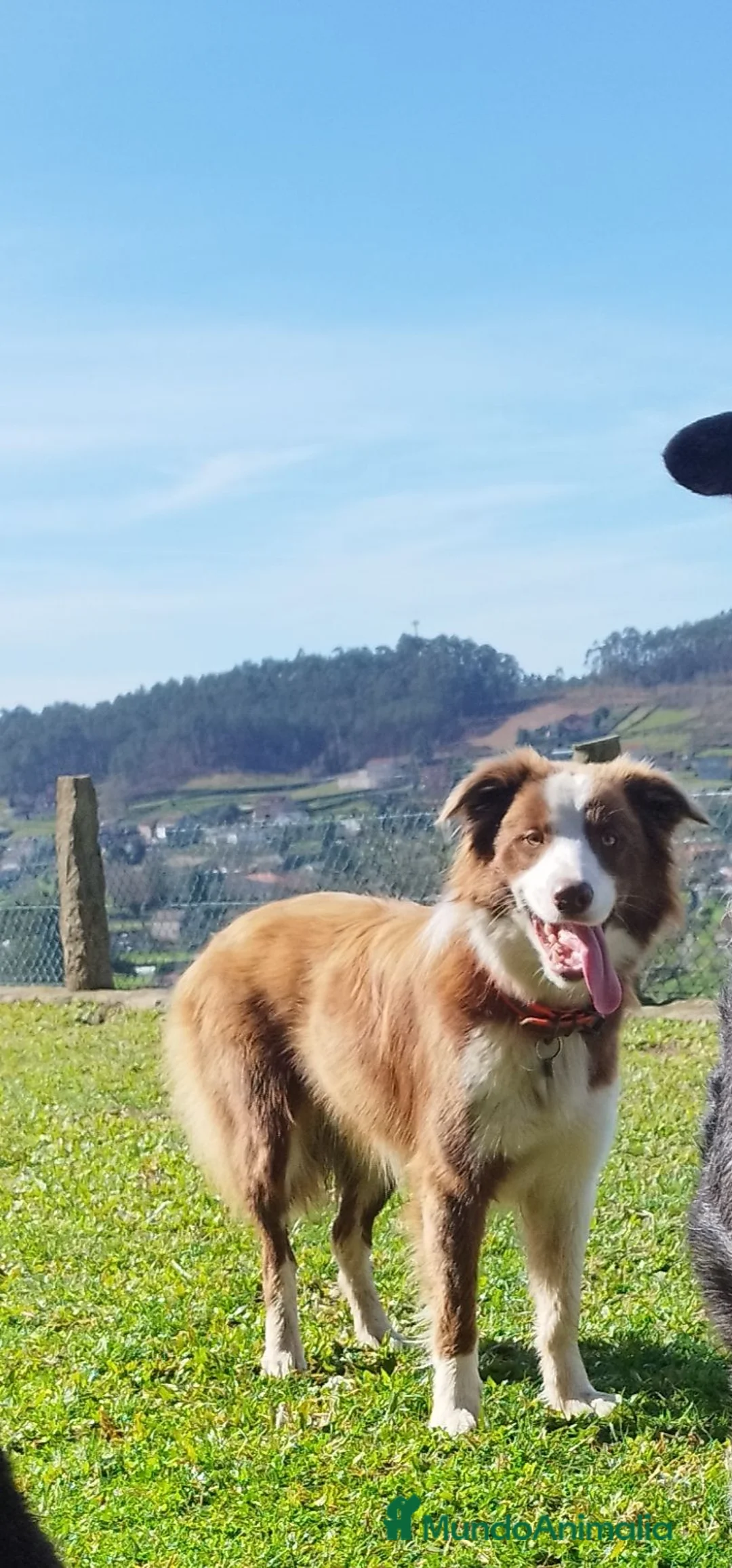 Border Collie perros en venta: Se venden border collie - Anuncio 4