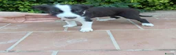 Border Collie perros en venta: Machos Border Collie Chocolate - Anuncio 3