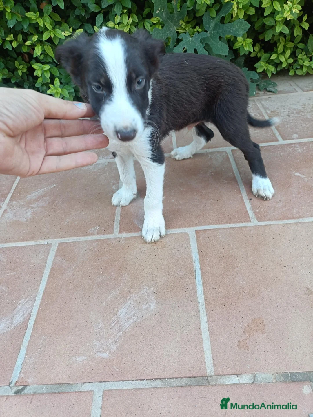 Border Collie perros en venta: Machos Border Collie Chocolate - Anuncio 3
