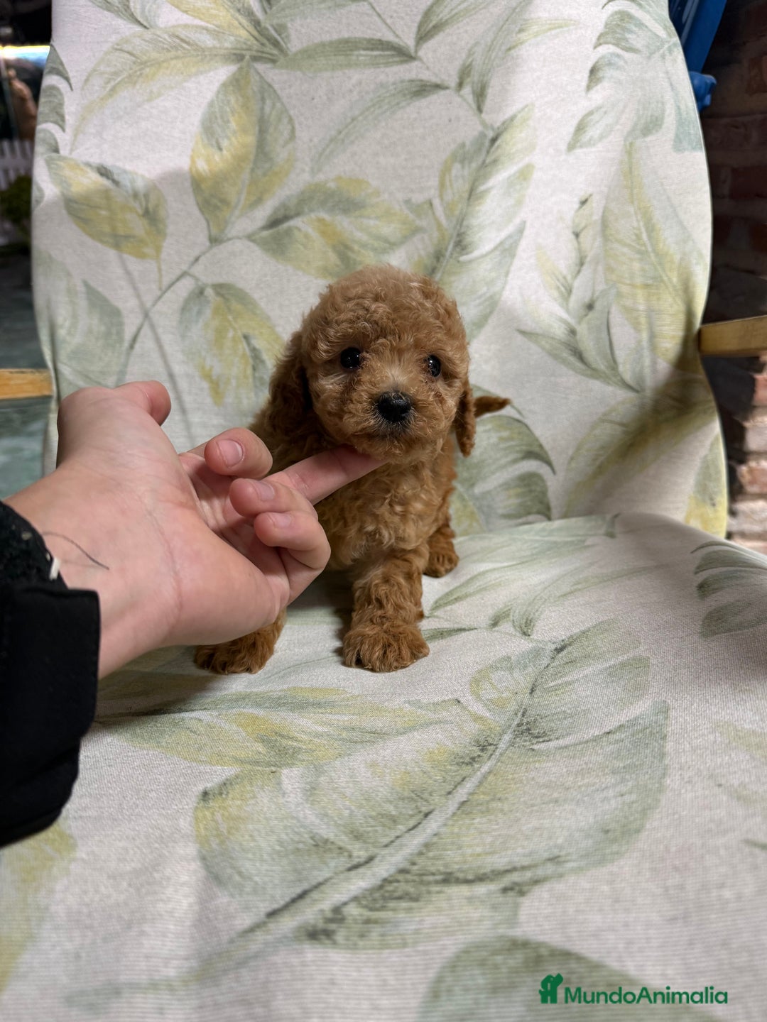 Caniche Toy perros en venta: Caniche toy - Anuncio 3