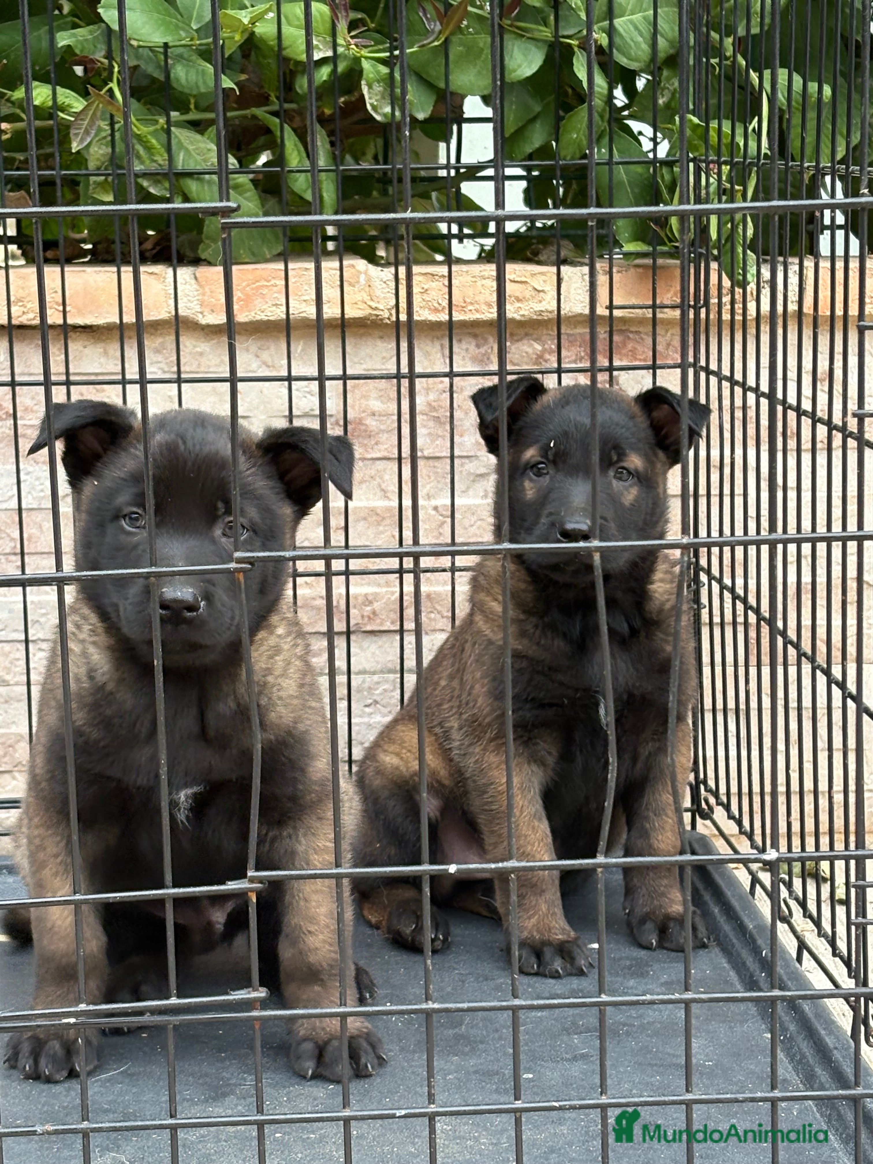 Pastor Belga Malinois perros Cachorros Malinois  - Anuncio 1