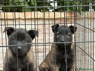 Pastor Belga Malinois perros Cachorros Malinois - Anuncio 1