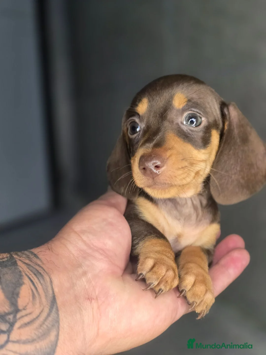 Teckel Miniatura perros en venta: Teckel chocolate preciosos - Anuncio 3