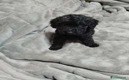 Caniche Toy perros en venta: Caniches y maltipoo  en Málaga - Imagen 2