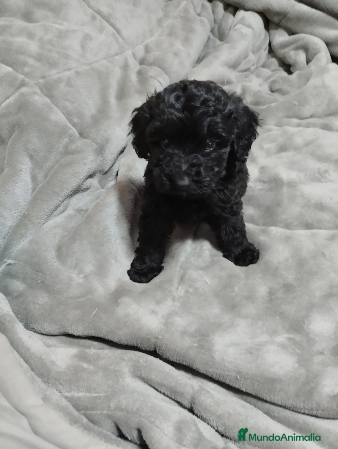 Caniche Toy perros en venta: Caniches y maltipoo  en Málaga - Imagen 2