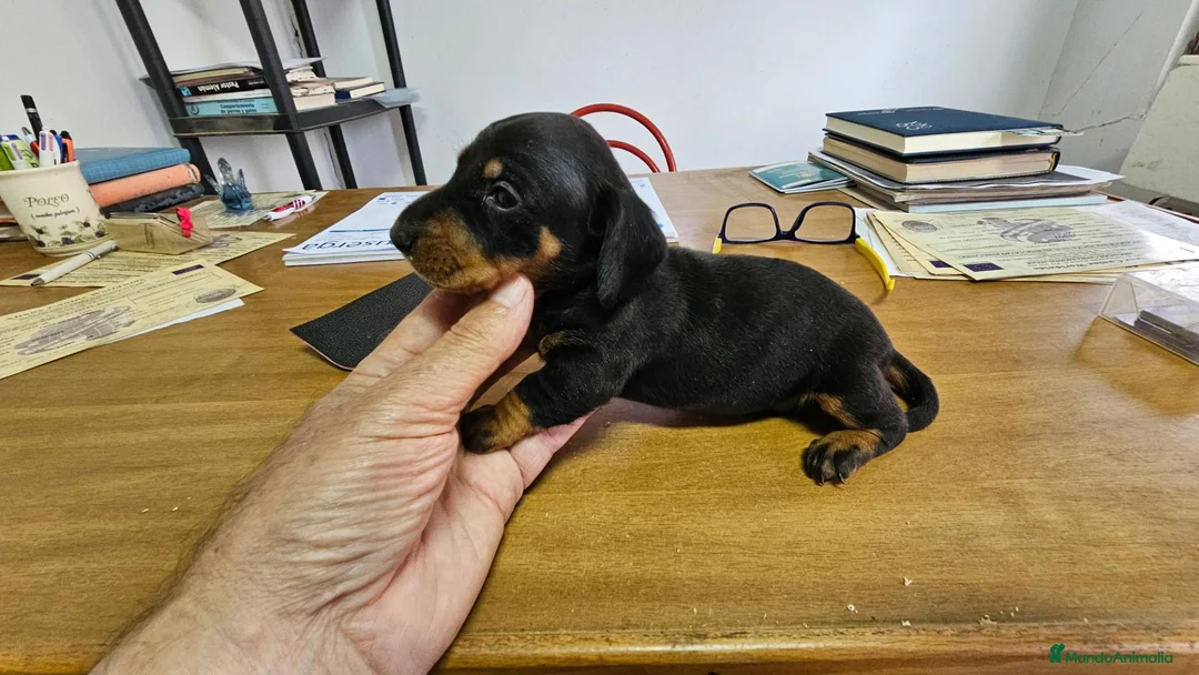 Teckel perros en venta: Espectaculares teckel canichem  - Anuncio 1