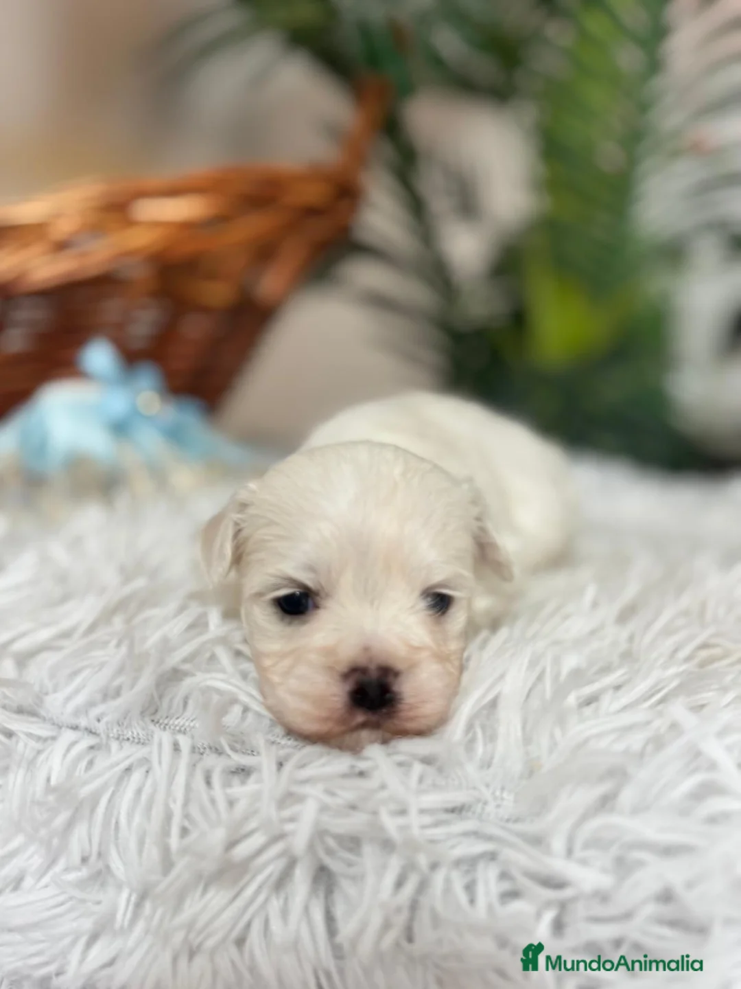 Bichón Maltés perros en venta: BICHON MALTES DISPONIBLE - Anuncio 18