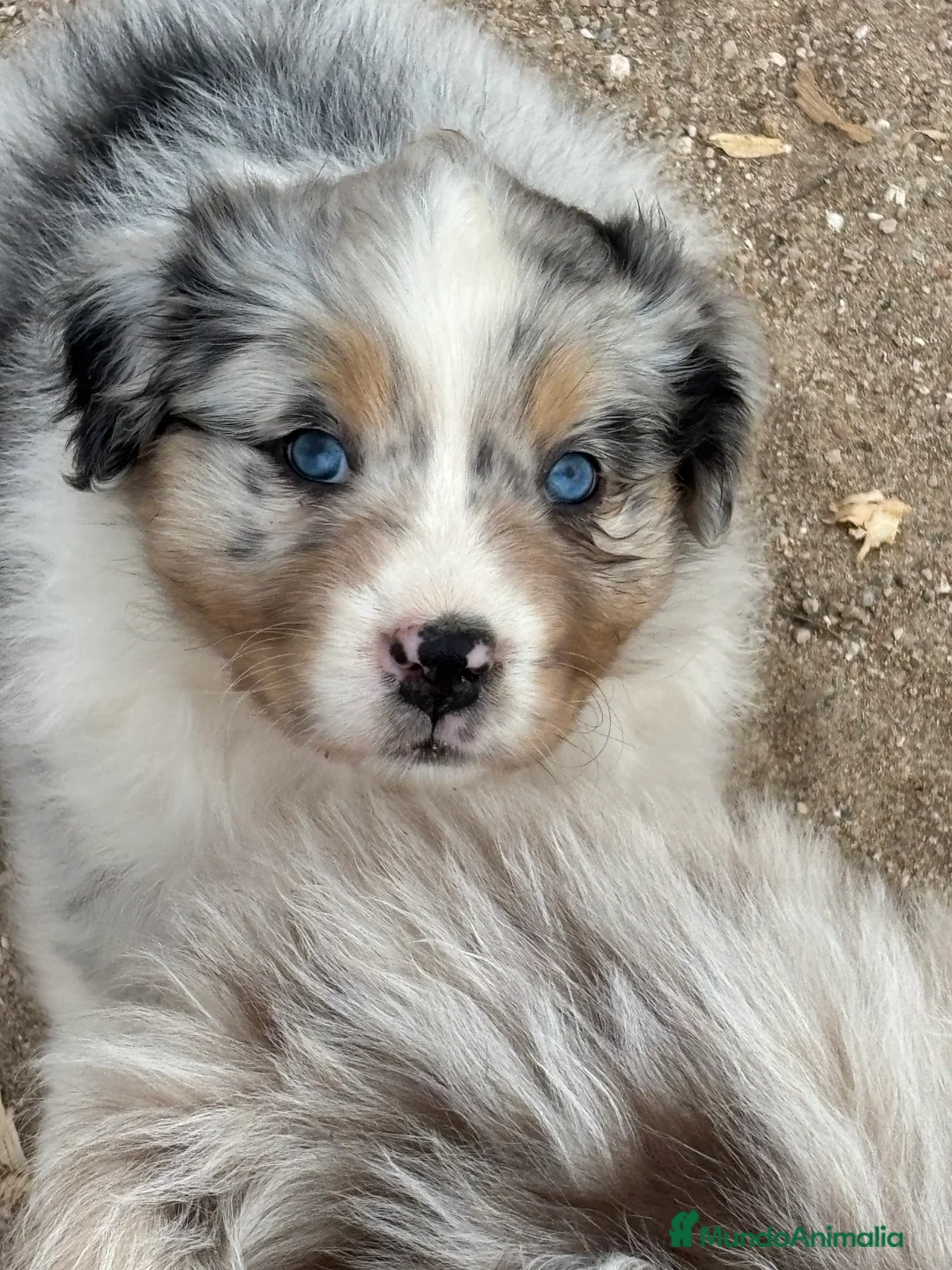Pastor Australiano perros en venta: Hembra Blue Merle pastor australiano  - Anuncio 7