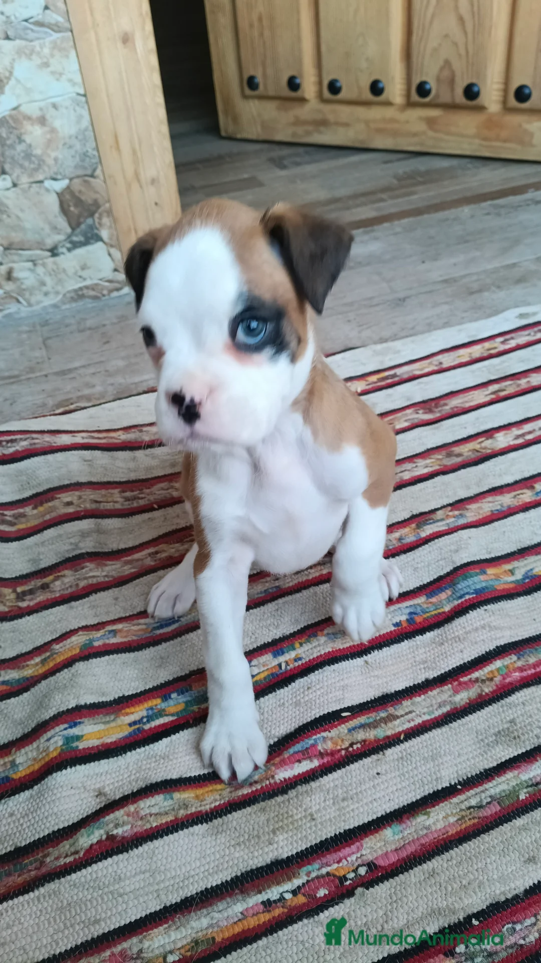 Boxer perros en venta: Bóxer  - Anuncio 5
