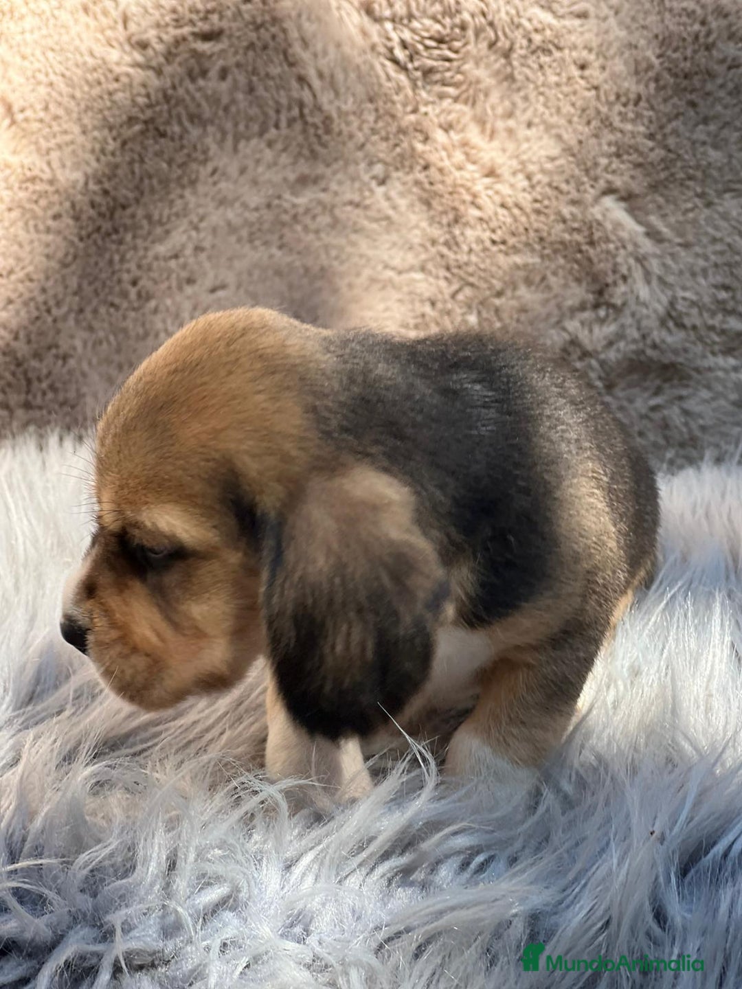 Beagle perros en venta: Beagle tricolor  - Imagen 9