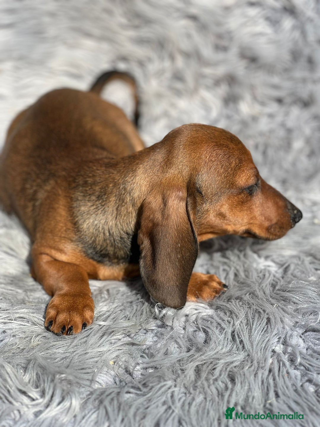 Teckel Miniatura perros en venta: Teckel rojo - Imagen 4