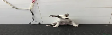 Ratonero Bodeguero Andaluz 1