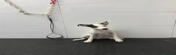 Ratonero Bodeguero Andaluz perros en venta: Cachorro Bodeguero Andaluz 300€ ¡PRECIO REAL! - Anuncio 4