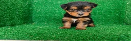 Yorkshire Terrier perros en venta: Yorkshire terrier - Anuncio 10