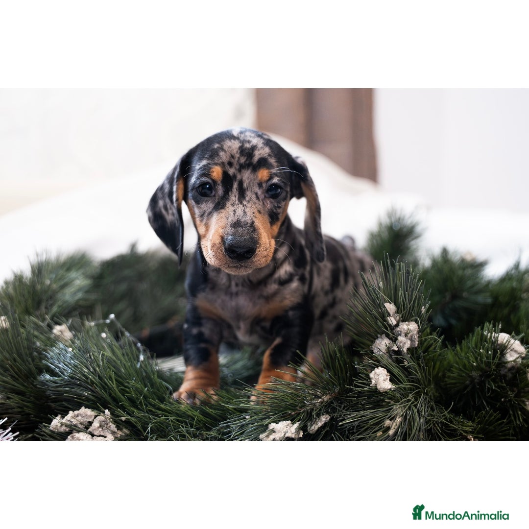 Teckel Miniatura perros en venta: Camada de Teckel miniatura 💙 - Anuncio 9