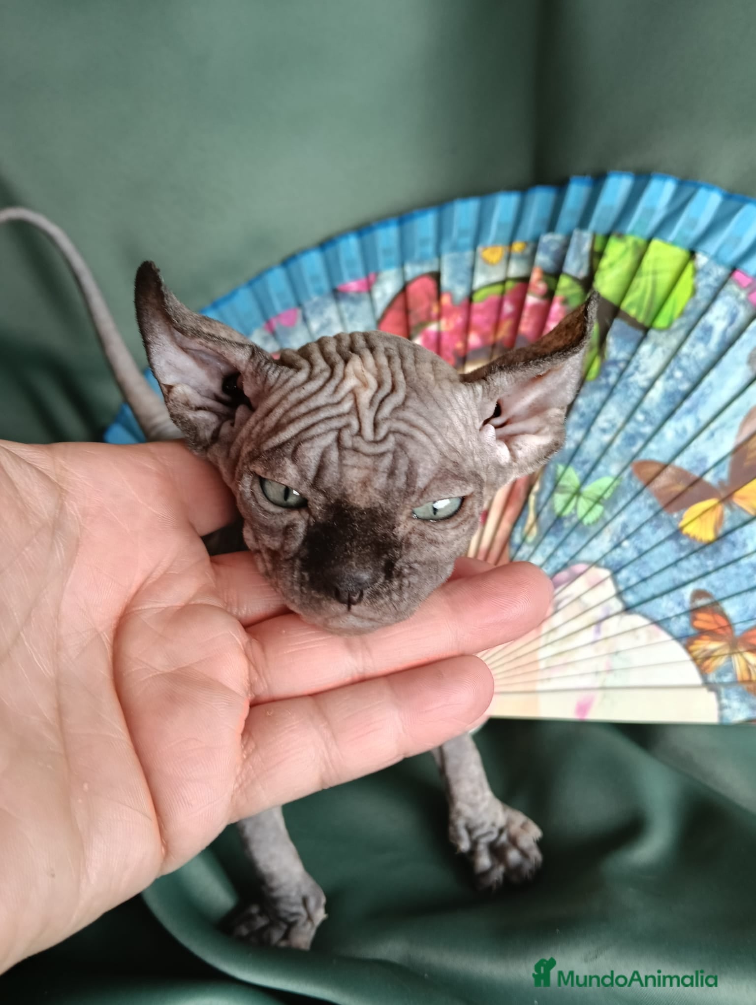 Foldex gatos ELFA TORTUGA en Madrid - Anuncio 41