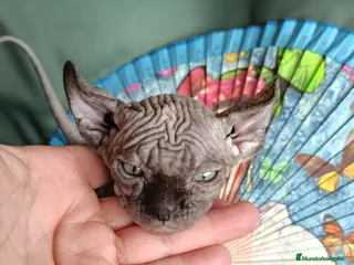 Foldex gatos ELFA TORTUGA en Madrid - Anuncio 3