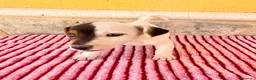 Jack Russell Terrier perros en venta: Jack Russell Terrier macho  - Anuncio 12