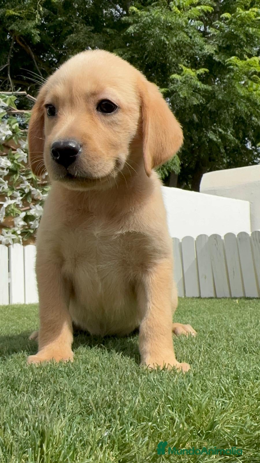 Labrador Retriever perros LABRADOR HEMBRA - Anuncio 16