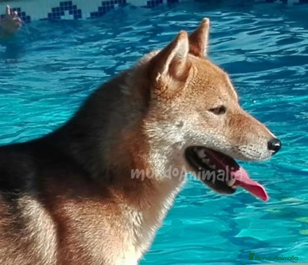 Imagen de galería {{count}}