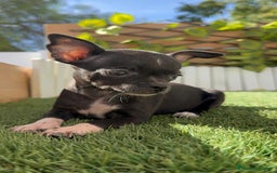 Chihuahua perros en venta: CHIHUAHUA HEMBRA - Imagen 13
