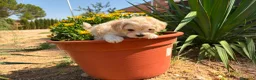 Maltipoo perros en venta: Maltipoo macho fotos actuales !! - Anuncio 2