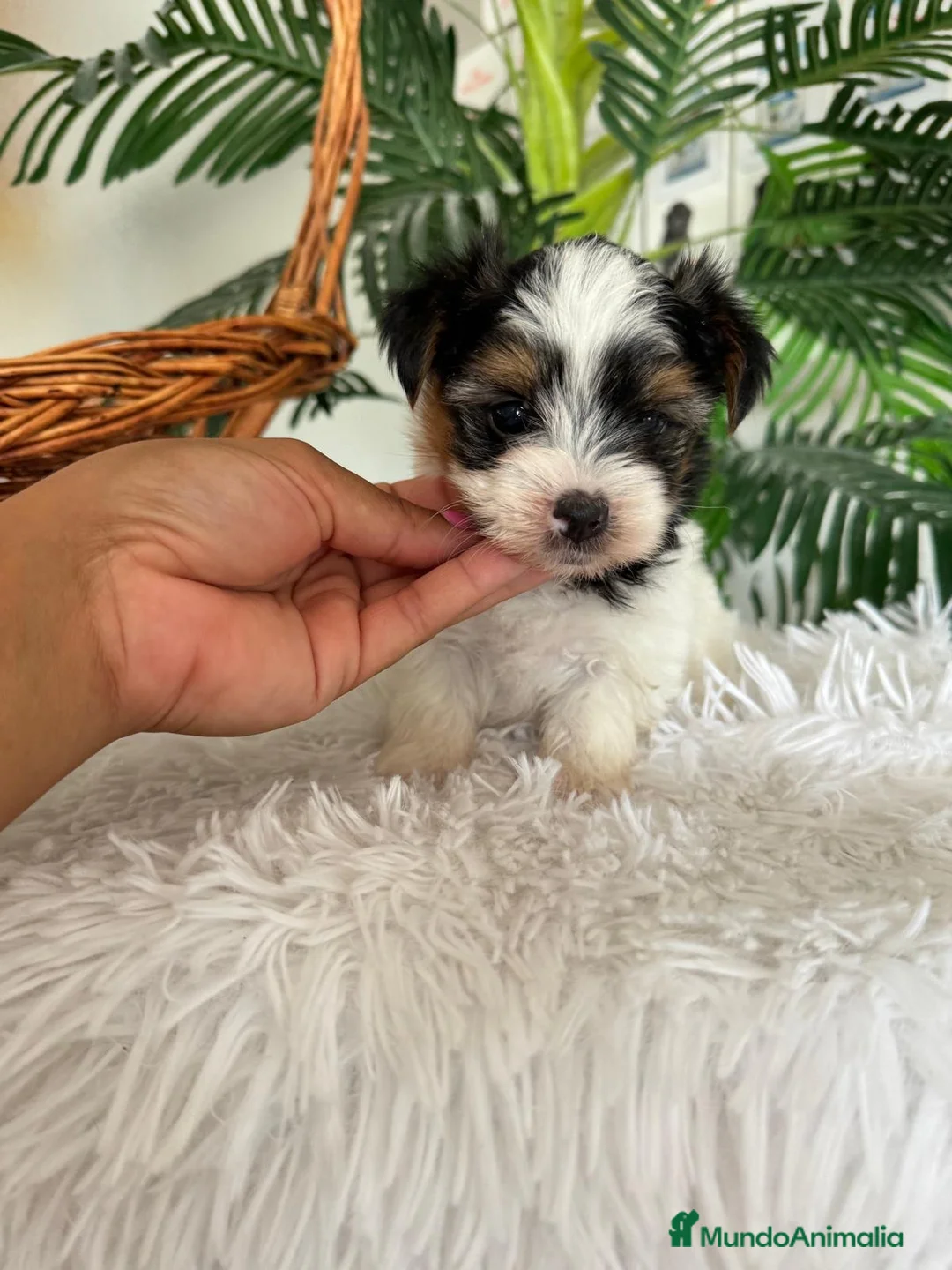 Yorkshire Terrier perros en venta: YORKSHIRE BIEWER - Anuncio 2
