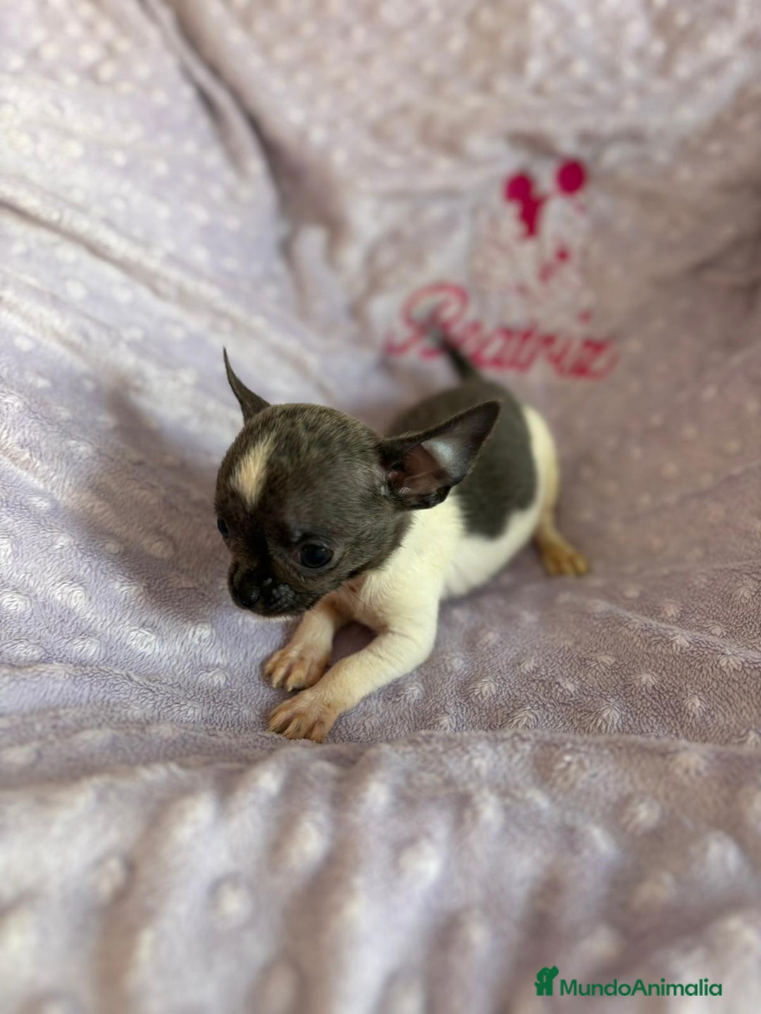 Chihuahua perros en venta: Chihuahua micro toy ruso - Imagen 10