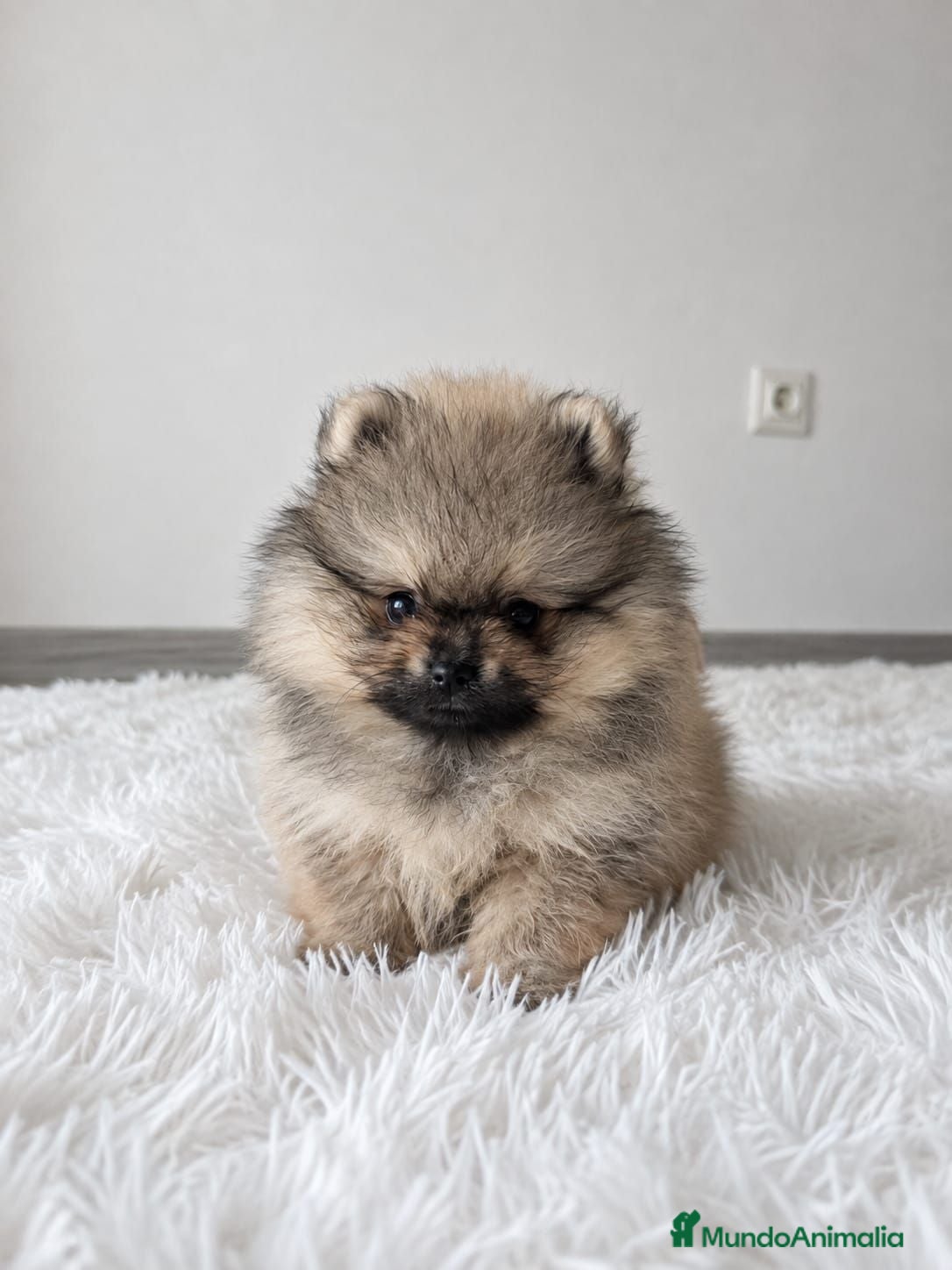 Pomerania perros LULU DE POMERANIA - Anuncio 1