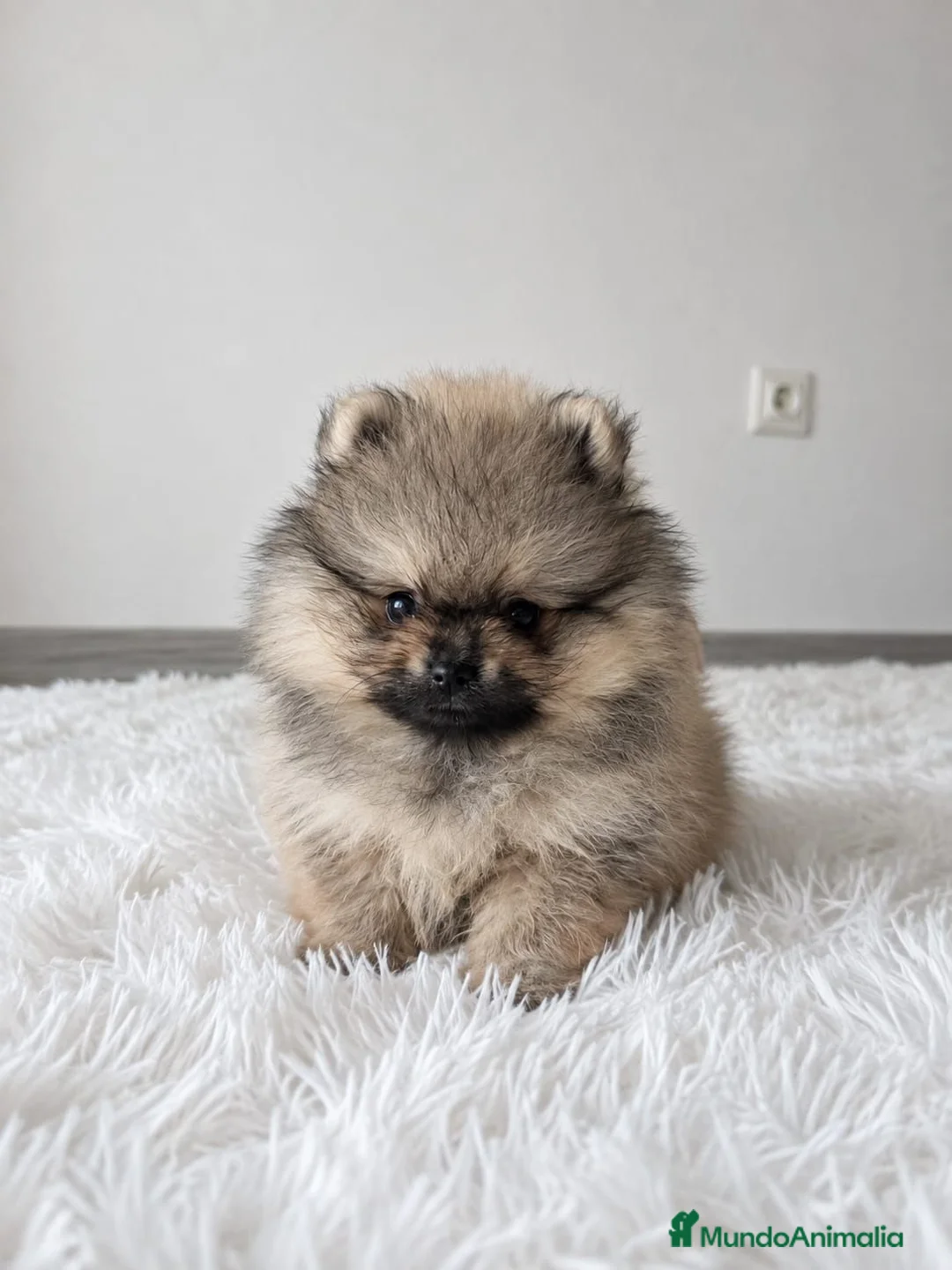 Pomerania perros en venta: LULU DE POMERANIA - Anuncio 1