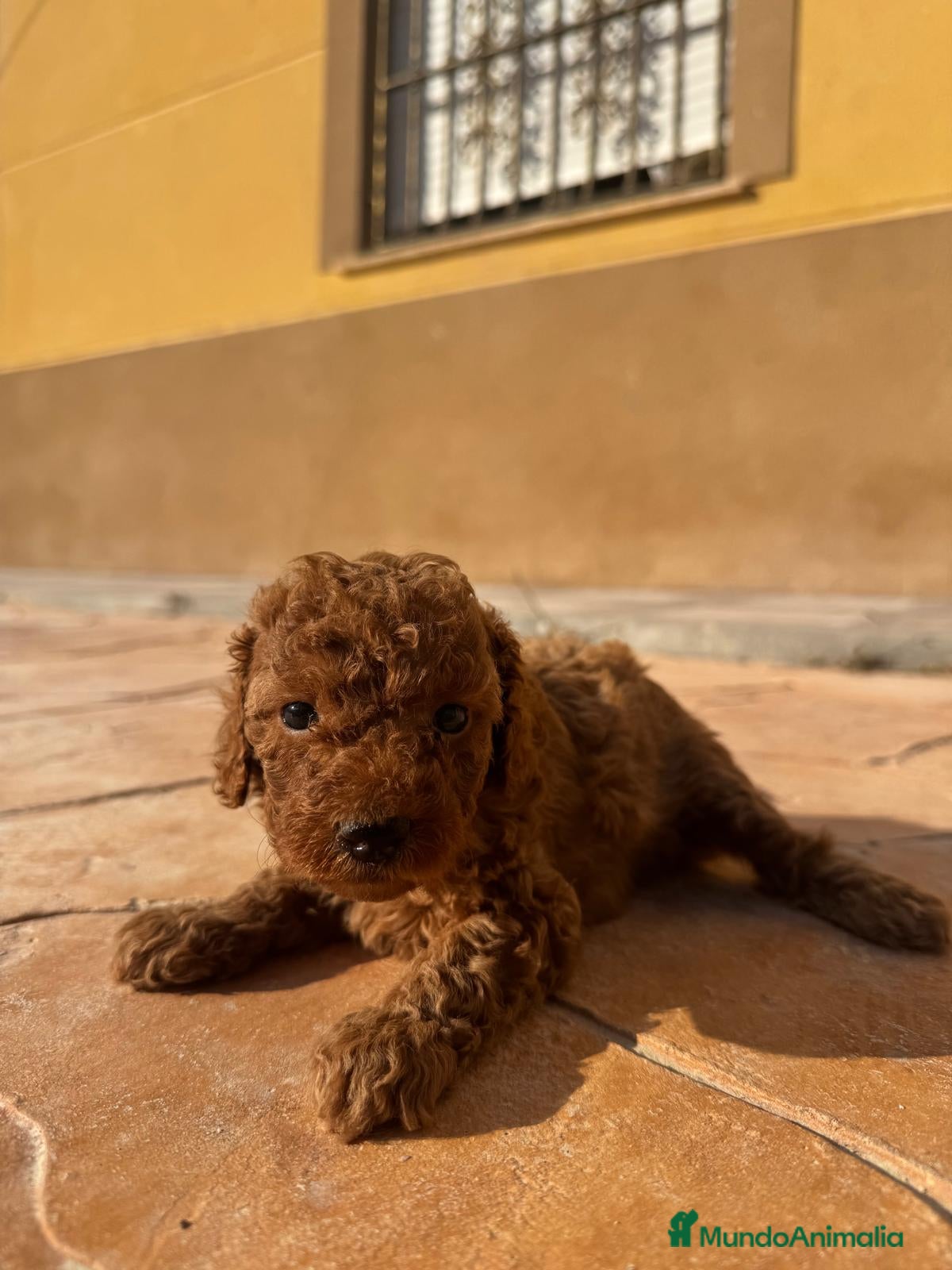 Caniche Toy perros Caniche toy - Anuncio 1