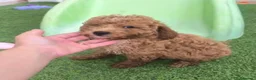 Caniche Enano perros en venta: Caniches enanos - Anuncio 1