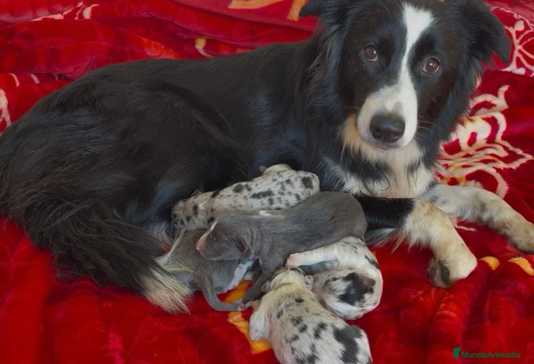 Border Collie perros en venta: Border collie colores merle - Anuncio 1