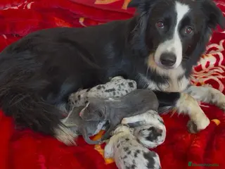 Border Collie perros Border collie colores merle - Anuncio 2