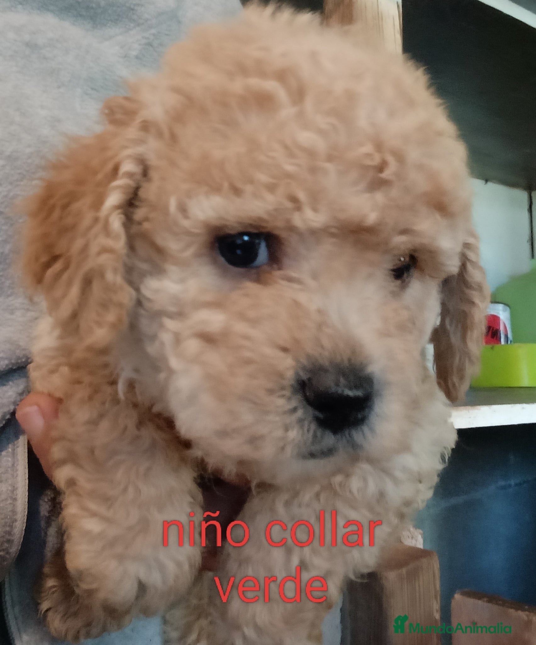 Labradoodle perros en venta: Preciosos cachorros labradoodle - Anuncio 4