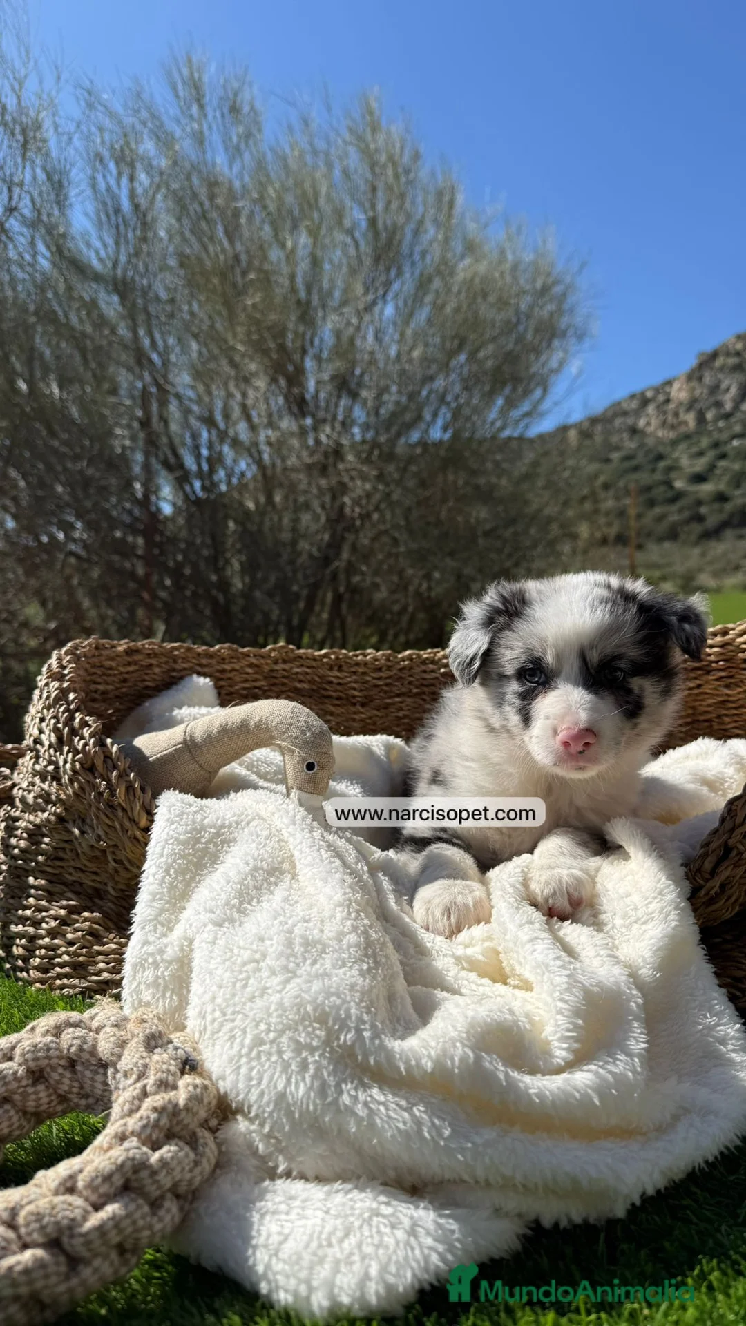Border Collie perros en venta: BORDER COLLIE - Anuncio 2