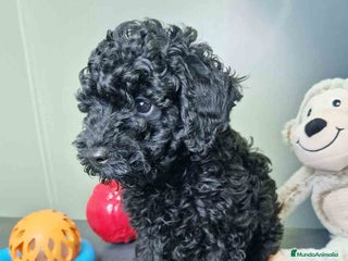 Caniche Toy perros - Anuncio 3