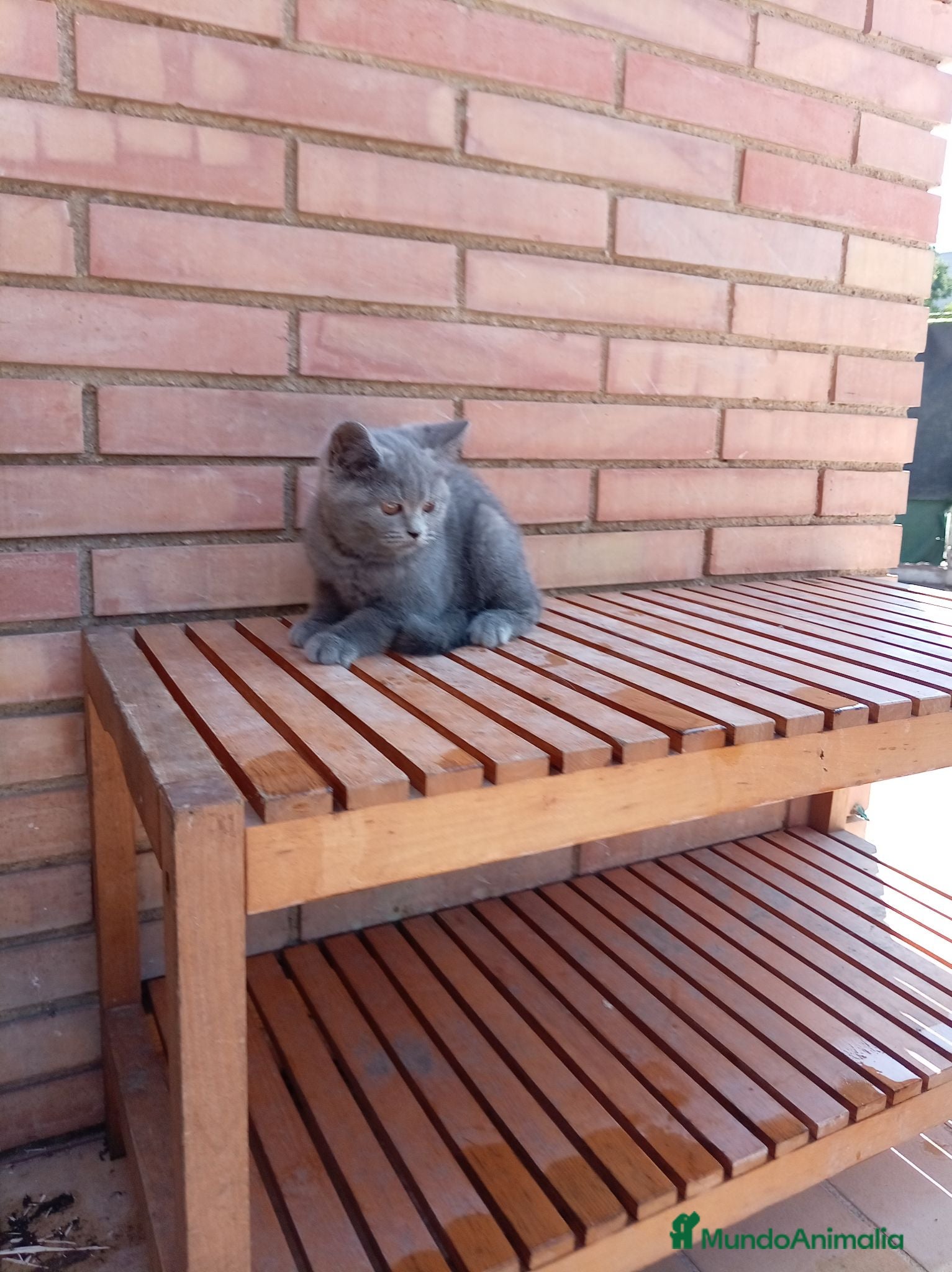 Británico de Pelo Corto Azul gatos Brithis - Anuncio 2