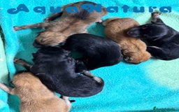 Shiba Inu perros en venta: Camada Shiba Inu de Mar y Silvio AQUANATURA - Imagen 1