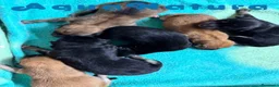 Shiba Inu perros en venta: Camada Shiba Inu de Mar y Silvio AQUANATURA - Anuncio 1