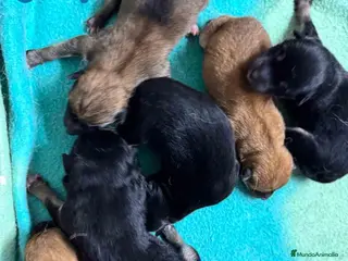 Shiba Inu perros Camada Shiba Inu de Mar y Silvio AQUANATURA - Anuncio 23