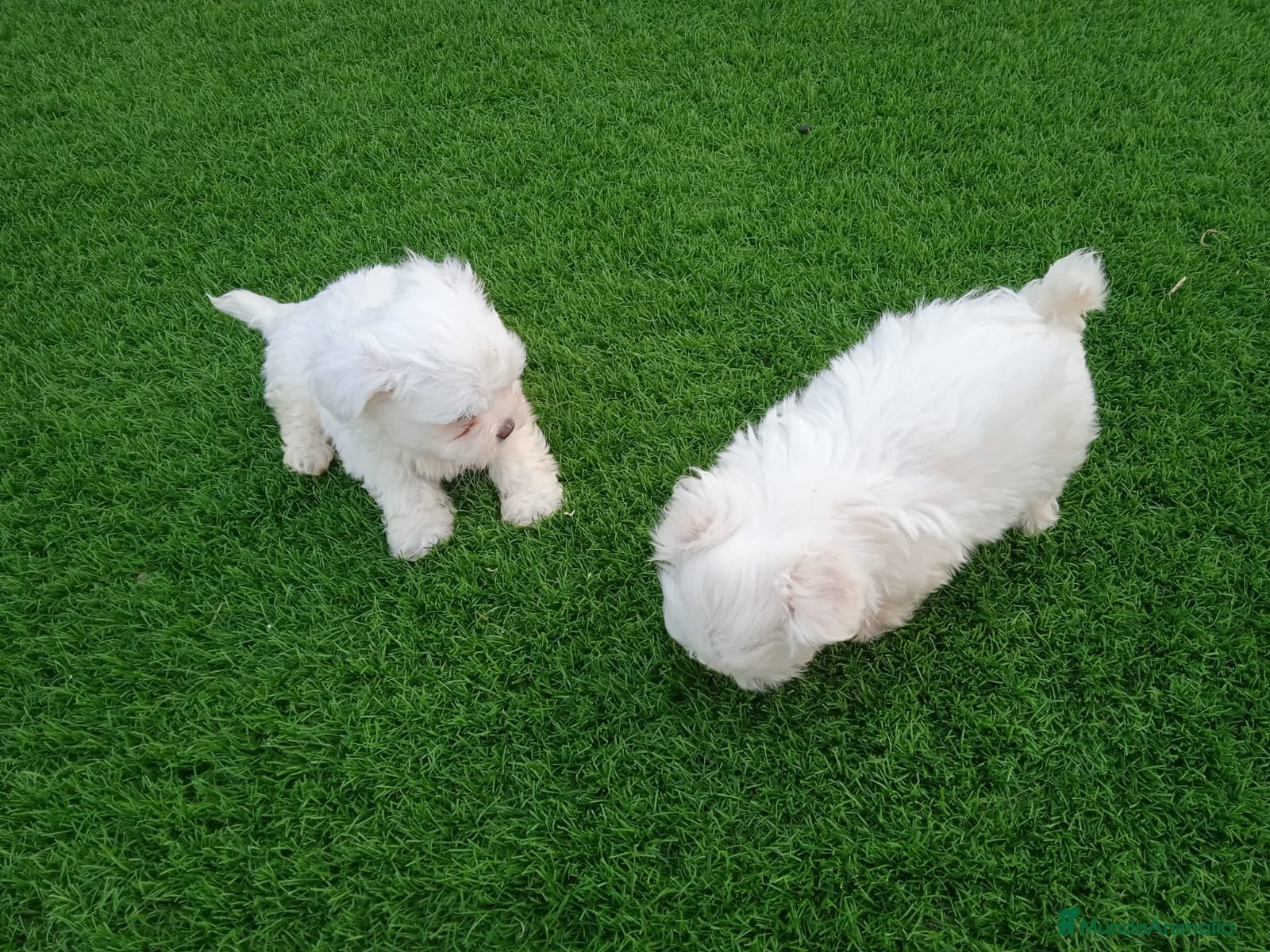 Bichón Maltés perros bichon maltes  - Anuncio 3