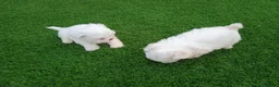 Bichón Maltés perros en venta: bichon maltes  en Madrid - Anuncio 1