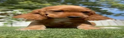 Cocker Spaniel Inglés perros en venta: PRECIOSA COCKER HEMBRA COLOR CANELA - Anuncio 8