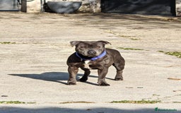 Staffordshire Bull Terrier perros en venta: Staffordshire bull terrier Blue - Imagen 2